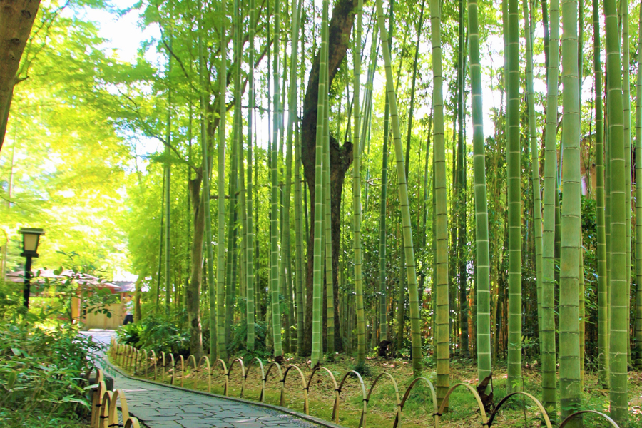 修善寺温泉 竹林の小径(初夏)
